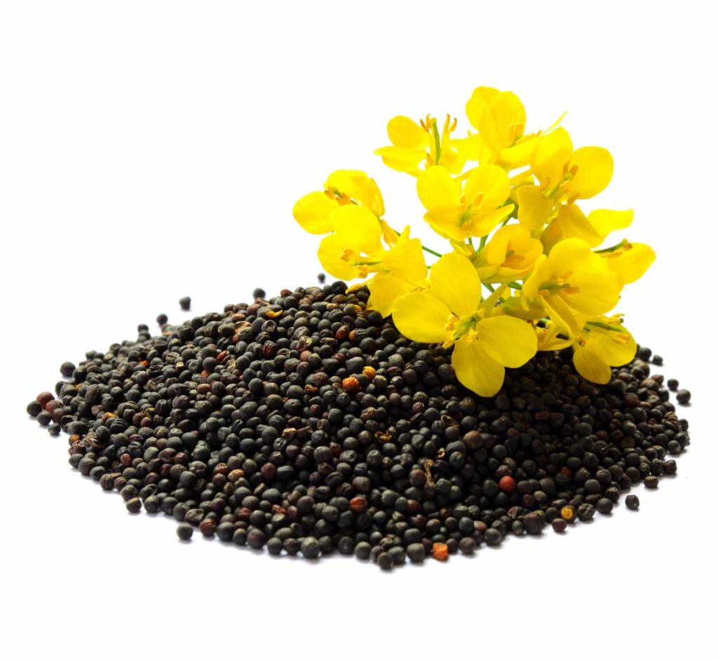 canola_products