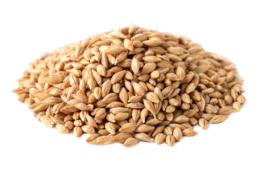 barley